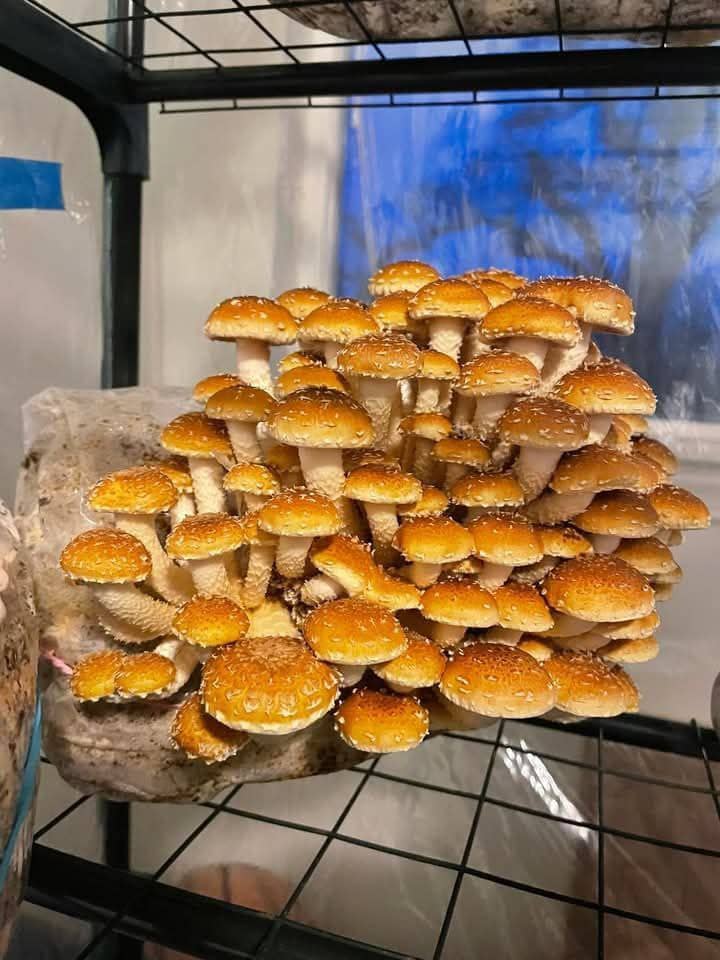 Psilocybin Mushrooms